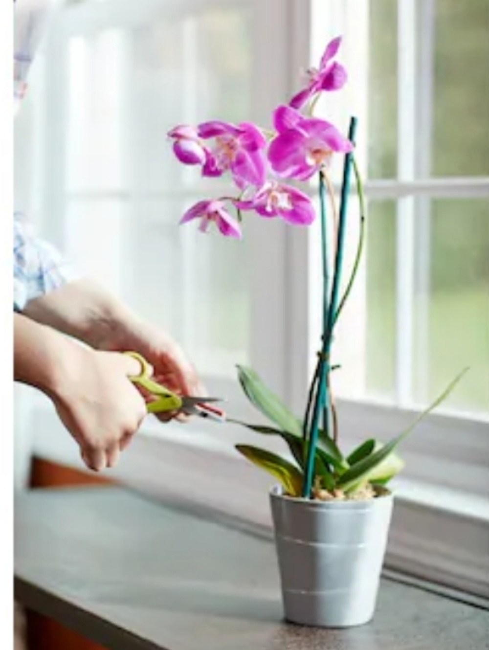 Miracle Plant Food Spikes - Pink and Green Packaging